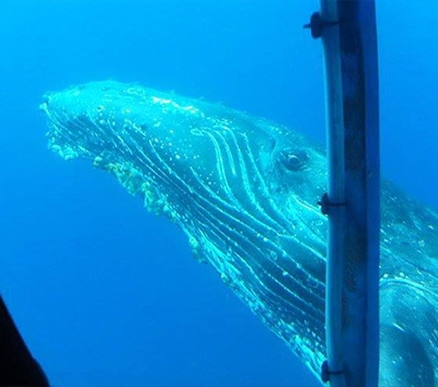 潛水艇海底探險或Nautical浮潛與海龜共游(二選一)