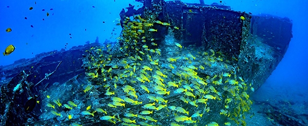 潛水艇海底探險或Nautical浮潛與海龜共游(二選一)