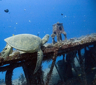 潛水艇海底探險或Nautical浮潛與海龜共游(二選一)