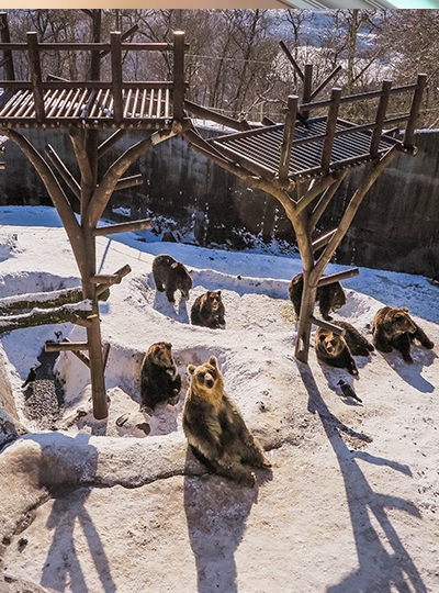 【建議行程】：登別熊牧場→伊達時代村→尼克斯海洋公園 →溫泉旅館百匯自助餐